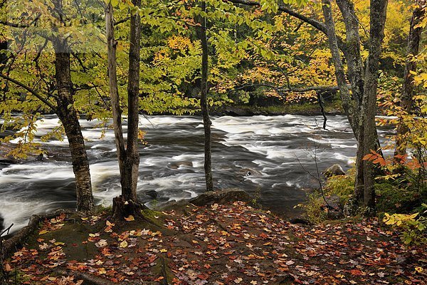 Fluss Herbst Wildwasser Kanada Laub Ontario
