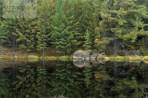 Weymouthskiefer Reflexionen in einem Teich  Algonquin Provincial Park  Ontario  Kanada