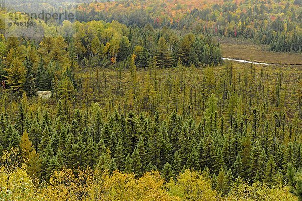 Ansicht Sumpf Fichte Besucherzentrum Algonquin Provincial Park Kanada Ontario