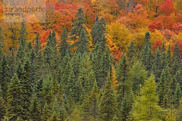 Baum Hügel Fichte Algonquin Provincial Park Kanada Ahorn Ontario