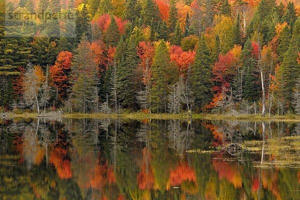 Herbst Reflexionen im Canoe Lake Algonquin Provincial Park  Ontario  Kanada
