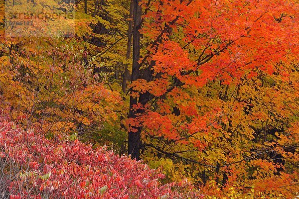 Algonquin Provincial Park Kanada Ontario