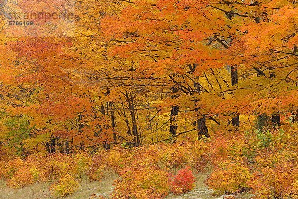 Farbe Farben Baum Wald Herbst Laubbaum Algonquin Provincial Park Kanada Ontario