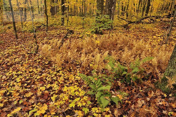 Wald Farn reifer Erwachsene reife Erwachsene Parkett keimen Unterholz Algonquin Provincial Park Kanada Ahorn Ontario