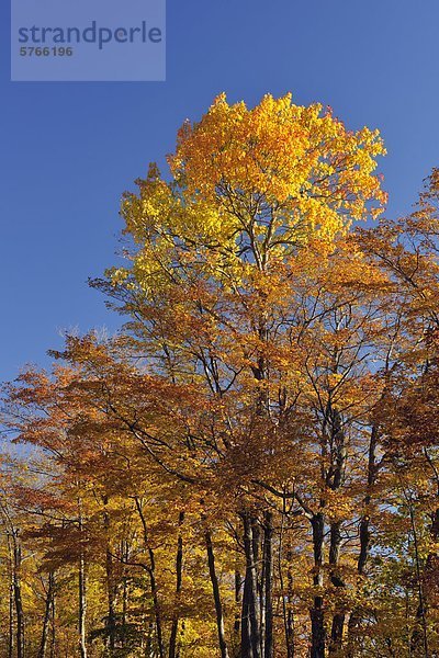 Herbstlaub entlang Denkmal Road  Manitoulin Island  Ontario  Kanada