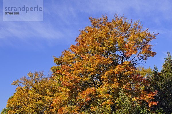 Herbstlaub entlang Denkmal Road  M'Chigeeng  Manitoulin Island  Ontario  Kanada