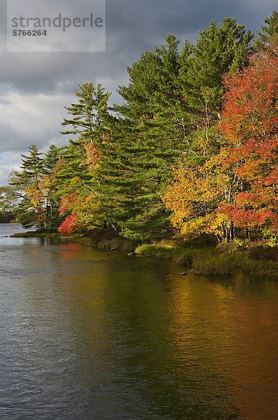 Weymouths-Kiefer  Birke & Zucker-Ahorn Bäume Rand Mersey River  fallen  Kejimkujik-Nationalpark  Nova Scotia  Kanada.