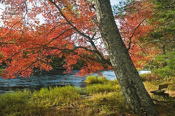 Zucker-Ahorn (Acer Saccharum) bietet erholsame Baldachin für einsame Bank des Flusses Mersey  fallen  Kejimkujik-Nationalpark  Nova Scotia  Kanada.