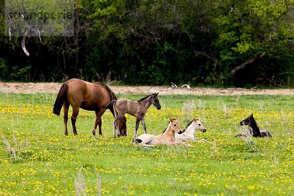 Quater Pferde Stuten und Fohlen  Boissevain  Manitoba  Kanada