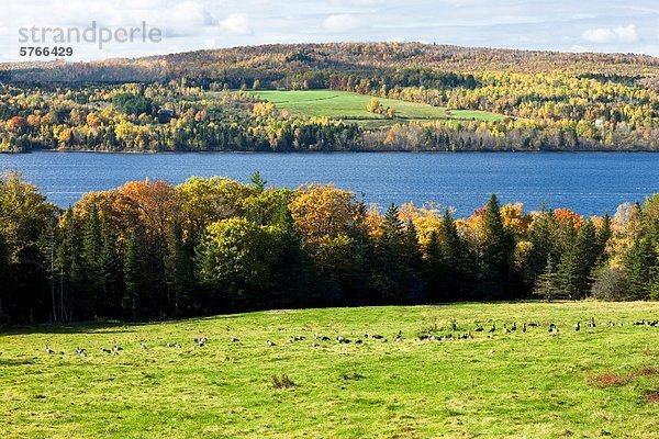 Kanadagänse  Saint John River im Herbst in der Nähe von Woodstock  New Brunswick  Kanada