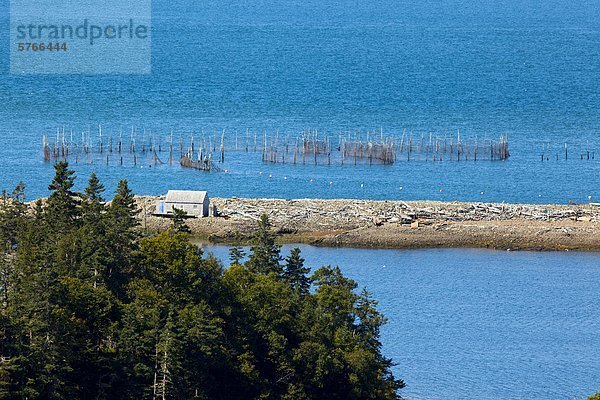 Wehr Net  Black Harbour Grand Manan Island  Bucht von Fundy  New Brunswick  Kanada