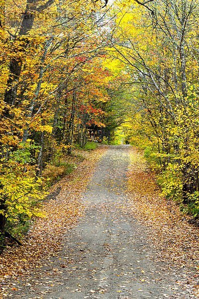 Clay Straße und Herbstlaub in der Nähe  Gagetown  New Brunswick  Kanada
