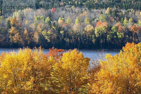 Herbstfarben in der Nähe von Woodstock  Saint John River Valley  New Brunswick  Kanada