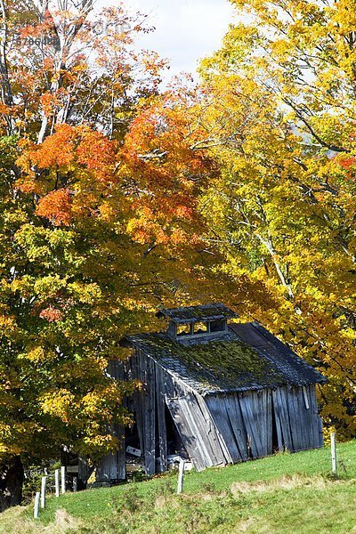 Hütte Zucker Kanada Laub New Brunswick Neubraunschweig alt