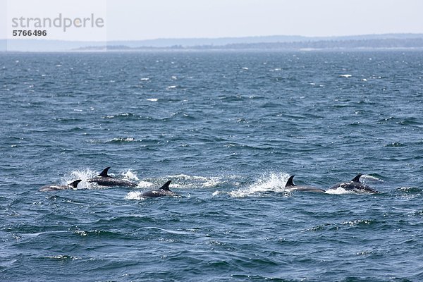 Weißstreifendelfin Lagenorhynchus obliquidens Pazifischer Weißseitendelfin Bay of Fundy Kanada New Brunswick Neubraunschweig