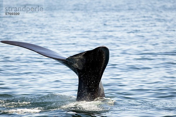 Nord Atlantische Nordkaper (Eubalaena Glacialis)  Egel vor Grand Manan Island Bucht von Fundy  New Brunswick  Kanada