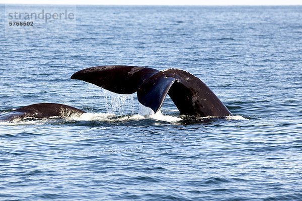 Nord Atlantische Nordkaper (Eubalaena Glacialis)  Egel vor Grand Manan Island Bucht von Fundy  New Brunswick  Kanada