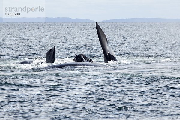 Paarung North Atlantic Right Wale  (Eubalaena Glacialis)  Grand Manan Becken  Bucht von Fundy  New Brunswick  Kanada