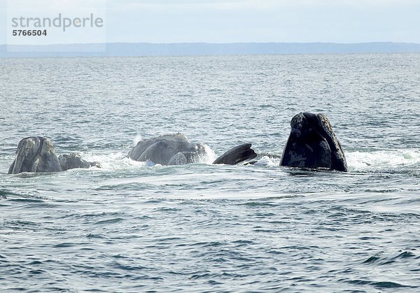 Paarung North Atlantic Right Wale  (Eubalaena Glacialis)  Grand Manan Becken  Bucht von Fundy  New Brunswick  Kanada