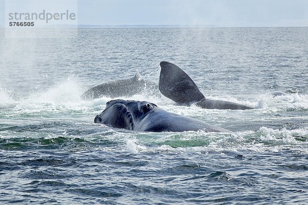 Paarung North Atlantic Right Wale  (Eubalaena Glacialis)  Grand Manan Becken  Bucht von Fundy  New Brunswick  Kanada