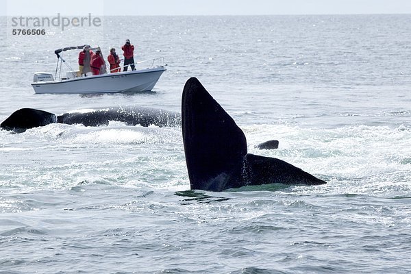 North Atlantic Right Whales (Eubalaena Glacialis)  vor Grand Manan Island Bucht von Fundy  New Brunswick  Kanada