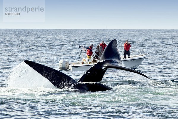 North Atlantic Right Whales (Eubalaena Glacialis)  vor Grand Manan Island Bucht von Fundy  New Brunswick  Kanada