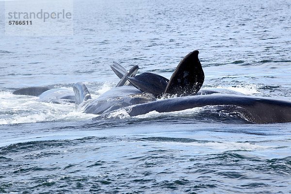 Paarung North Atlantic Right Wale  (Eubalaena Glacialis)  Grand Manan Becken  Bucht von Fundy  New Brunswick  Kanada