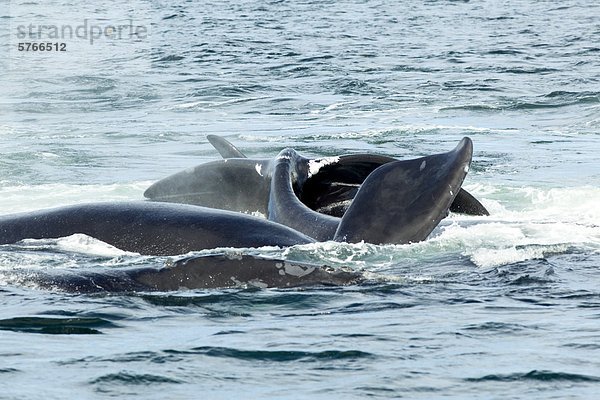 Paarung North Atlantic Right Whales (Eubalaena Glacialis)  Grand Manan Waschbecken  Bucht von Fundy  New Brunswick  Kanada