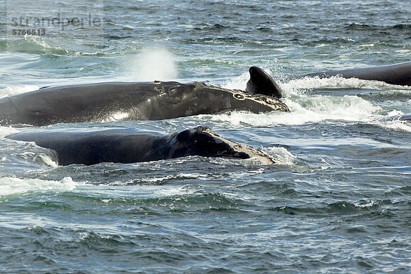 Paarung North Atlantic Right Whales (Eubalaena Glacialis)  Grand Manan Waschbecken  Bucht von Fundy  New Brunswick  Kanada