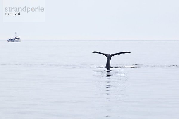 (Eubalaena Glacialis)  North Atlantic Right Whale  Off Grand Manan Island  Bucht von Fundy  New Brunswick  Kanada