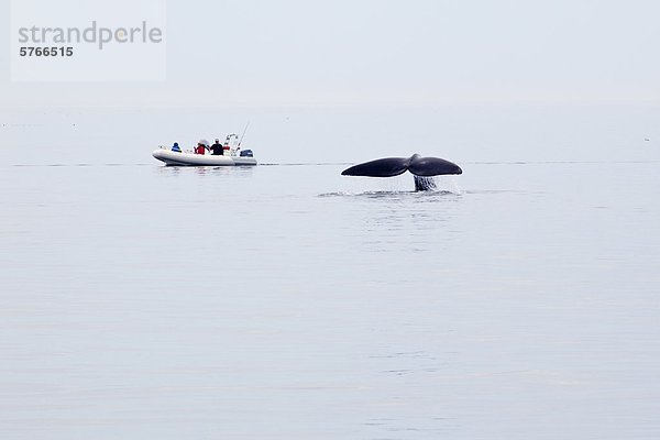 North Atlantic Right Whale  (Eubalaena Glacialis)  vor Grand Manan Island Bucht von Fundy  New Brunswick  Kanada