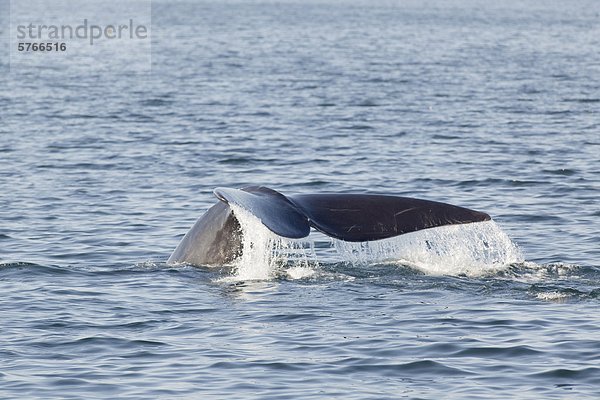 North Atlantic Right Whale  (Eubalaena Glacialis)  vor Grand Manan Island Bucht von Fundy  New Brunswick  Kanada