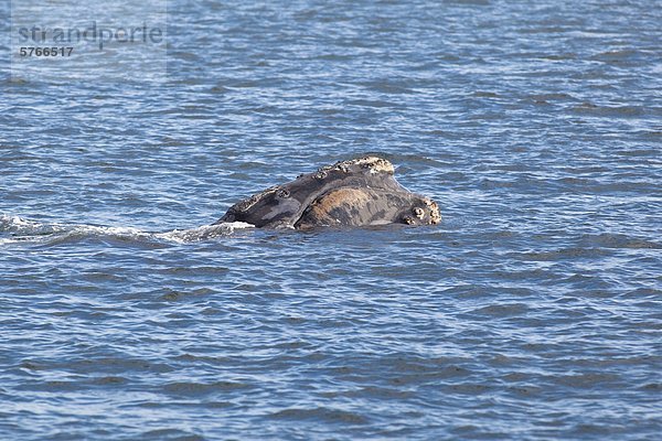 Nord Atlantische Nordkaper (Eubalaena Glacialis)  vor Grand Manan Island Bucht von Fundy  New Brunswick  Kanada