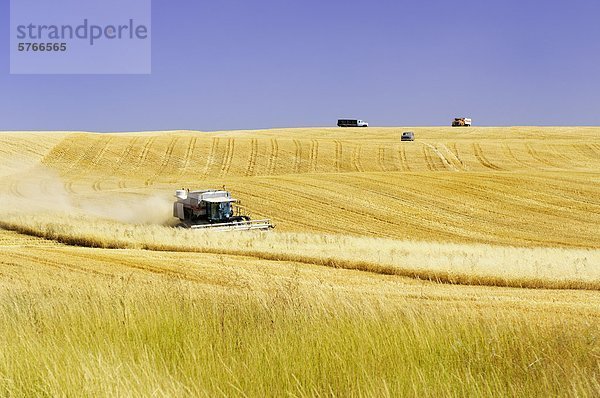 Ein Mähdrescher ernten Getreide östlich von Davenport  Washington State  USA