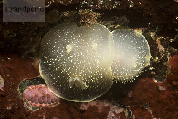 Nacktkiemer Nudibranchia Detail Details Ausschnitt Ausschnitte Zitrusfrucht 2 Zitrone zeigen Wellenbrecher British Columbia Kanada