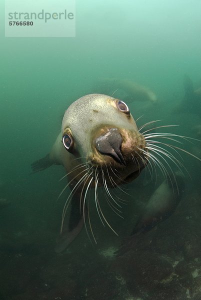 Seelöwe Felsbrocken Spiel Unterwasseraufnahme hornby island British Columbia Kanada