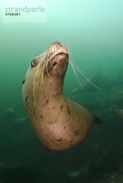 Seelöwe Felsbrocken Spiel Unterwasseraufnahme hornby island British Columbia Kanada