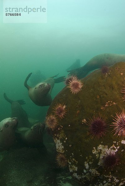 Seelöwe Felsbrocken Spiel Unterwasseraufnahme hornby island British Columbia Kanada