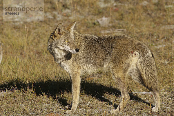 Kojote (Canis Latrans) Erwachsener  Alberta  Kanada.