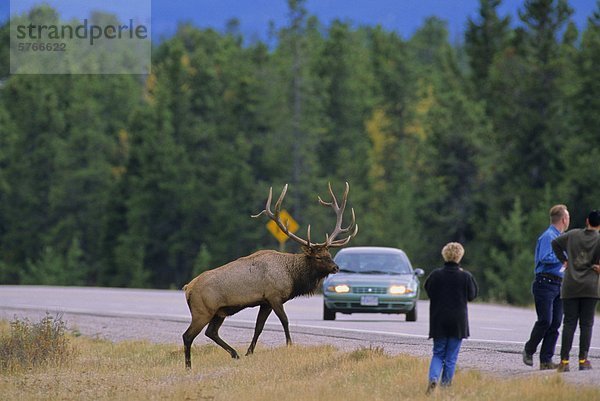 Lyck  Bull (Cervus Elaphus) & Touristen  Alberta  Kanada.