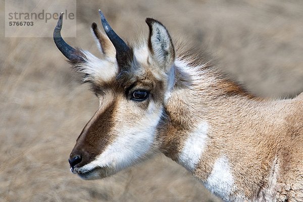 Gabelbock Bock (Antilocapa Americana) im Spätwinter  Prärie Alberta  Kanada