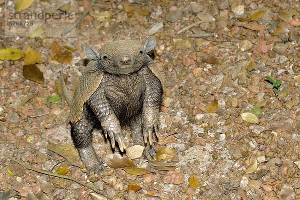 7-Gürteltier (Dasypus Septemcinctus)  Pantanal  südwestliche Brasilien  Südamerika