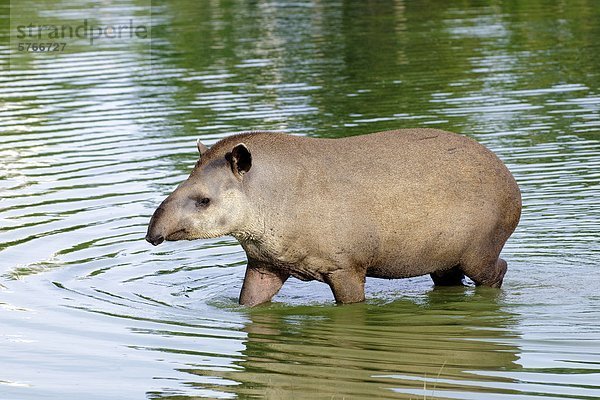 Wasserschweine (Hydrochaeris Hydrochaeris)  Pantanal Feuchtgebiete  südwestliche Brasilien  Südamerika