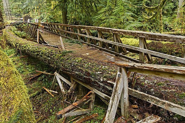 fallen fallend fällt Wachstum Brücke Vernichtung Tanne Cathedral Grove British Columbia Kanada MacMillan Provincial Park alt Regenwald