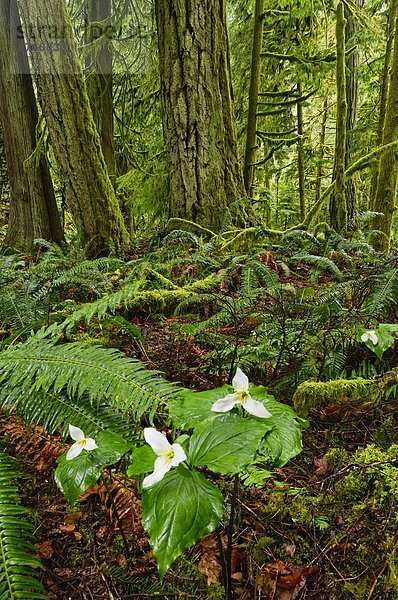 Westlichen Trilliums in alten Wachstum Regenwald  Cathedral Grove  MacMillan Provincial Park  British Columbia  Kanada