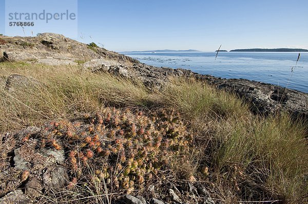 Spröde Feigenkaktus (Opuntia Fragilis) am gegenüberliegenden Südufer bei Fairfax Punkt  Moresby Island  die Gulf Islands  British Columbia  Kanada