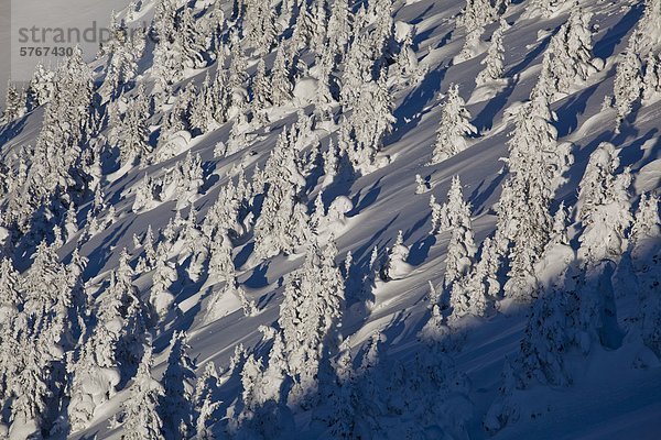 Baum treten unbewohnte entlegene Gegend Kanada