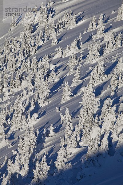 Baum treten unbewohnte entlegene Gegend Kanada