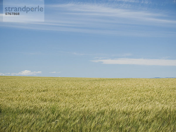 Himmel  Feld  Weizen