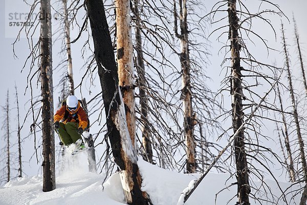 Ein Mann fängt etwas Luft beim Skifahren im verbrannten Wald auf einer Katze-Ski-Reise. Monashee Berge  Britsh Columbia  Kanada